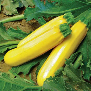 Golden Zucchini | The Coeur d Alene Coop