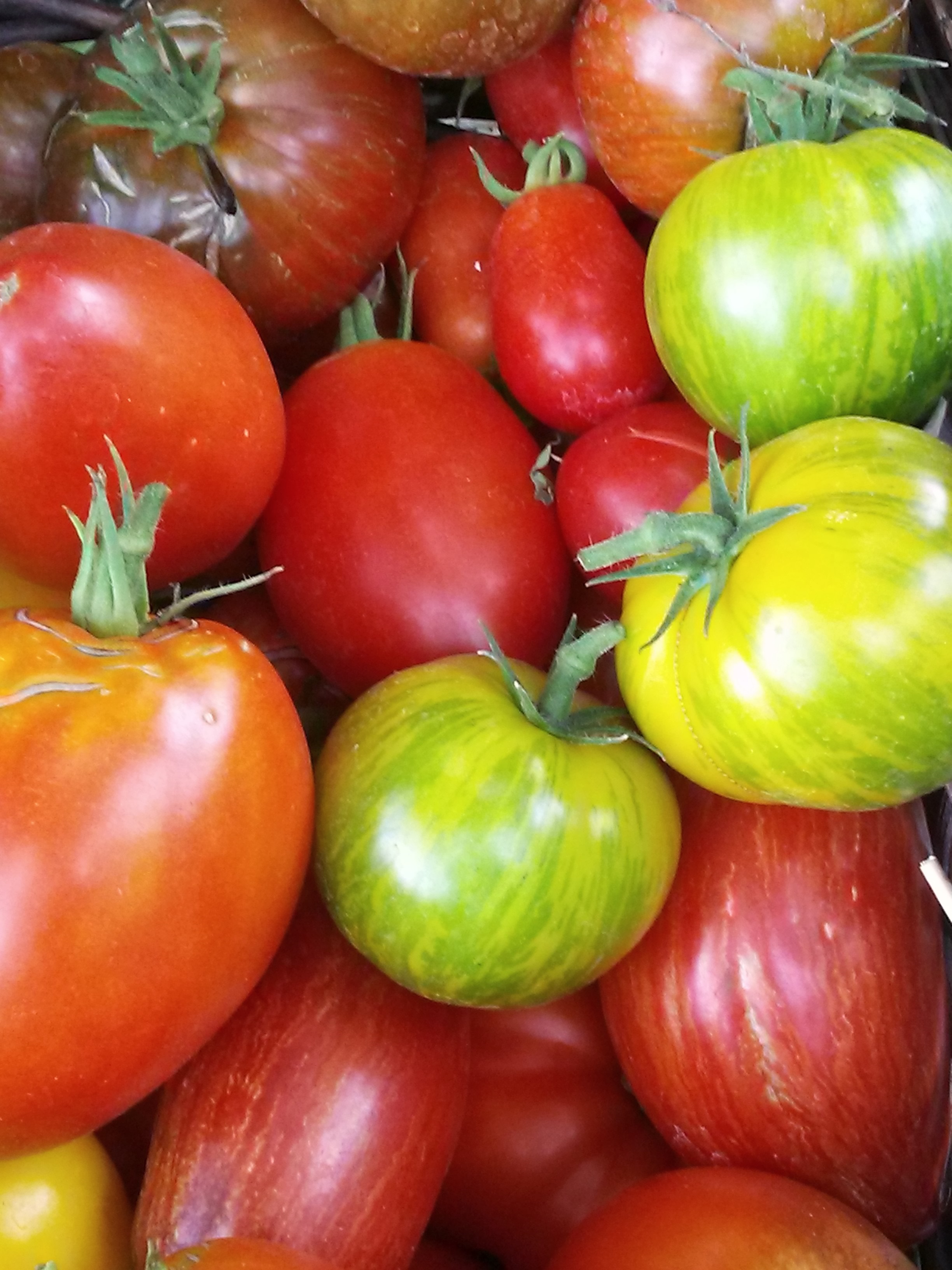 Heirloom Tomato and Vegetable Plants for Sale!