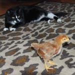 Cats and chicks |The Coeur d'Alene Coop