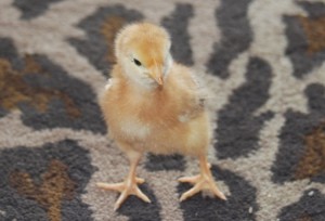 Baby chicks are adorable | The Coeur d'Alene Coop