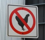 No Chickens Sign | The Coeur d'Alene Coop