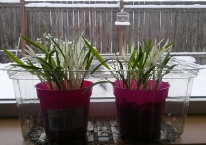 Veriegated Cat Grass | The Coeur d'Alene Coop