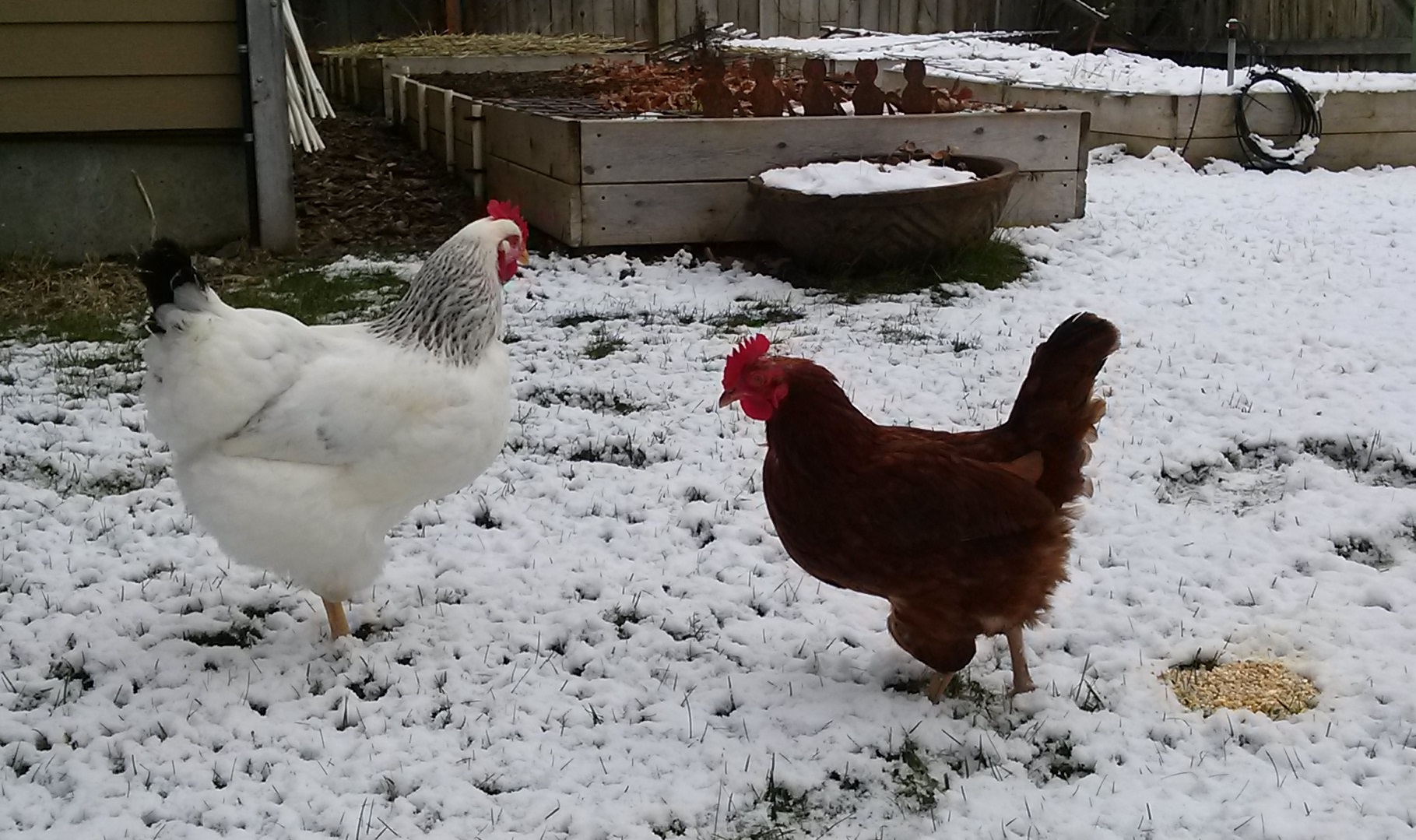 Tips to Keep Your Flock Toasty This Winter