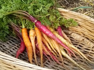 Rainbow Carrots | The Coeur d Alene Coop