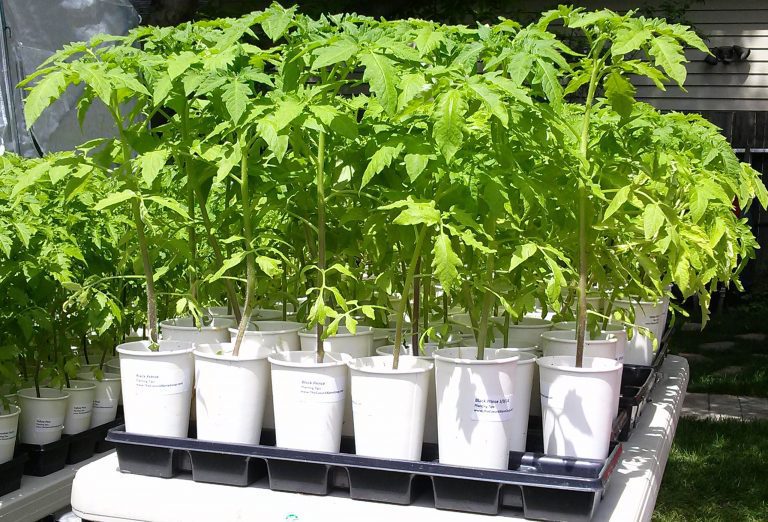 How to Determine Days to Maturity for Seedlings and Transplants — The