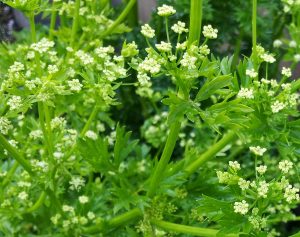 Parsley flowering | The Coeur d'Alene Coop