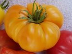 Dr. Wyche's Yellow Heirloom Tomato | The Coeur d Alene Coop