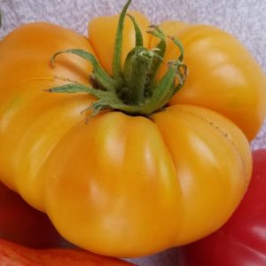 Dr. Wyche's Yellow Heirloom Tomato | The Coeur d Alene Coop