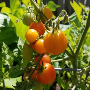 Isis Candy Heirloom Cherry Tomato | The Coeur d'Alene Coop