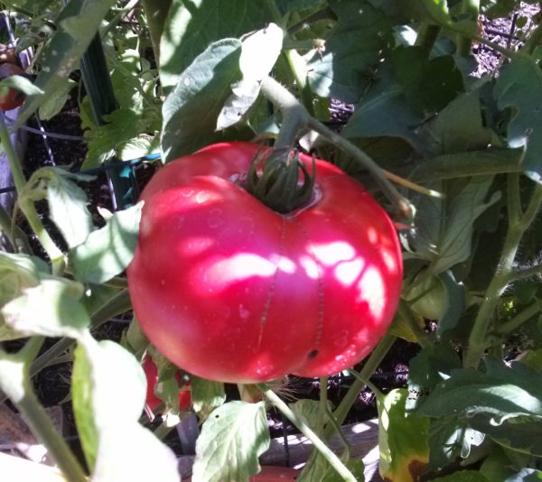 Pruden's Purple Heirloom Tomato | The Coeur d Alene Coop