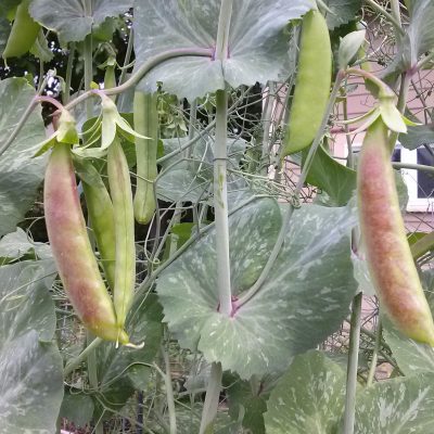 What to Plant in Your Veggie Garden Now