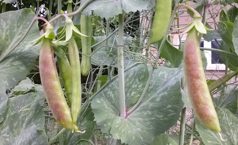 Blush Spring Tendril Pea | The Coeur d Alene Coop