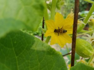 Bee pollinating cucumber plant | The Coeur d'Alene Coop