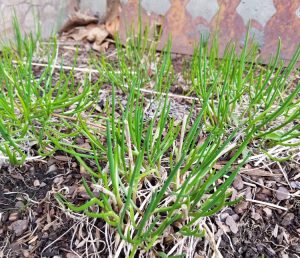 Chives in the spring garden | The Coeur d Alene Coop