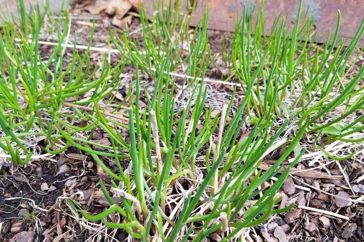 Chives in the spring garden | The Coeur d Alene Coop