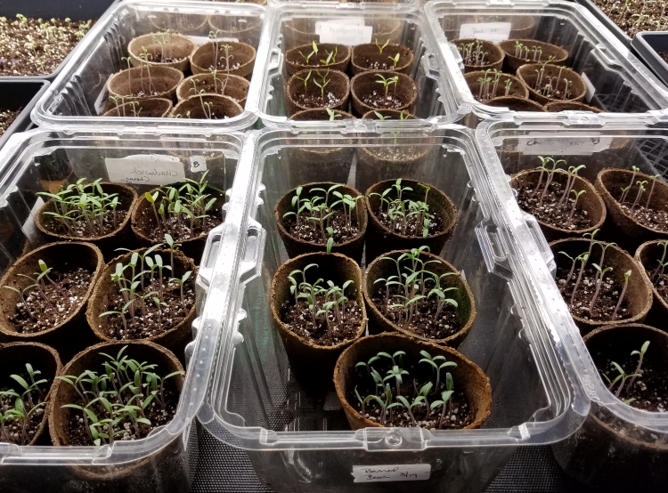 Plastic produce containers filled with tomato seedlings| The Coeur d Alene Coop