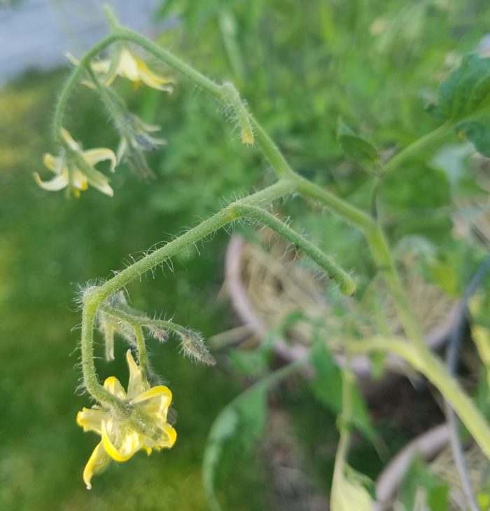 Blossom Drop in Tomatoes — The Coeur d'Alene Coop