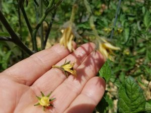 Blossom drop in tomatoes | The Coeur d'Alene Coop