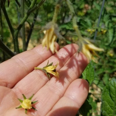 Blossom Drop in Tomatoes
