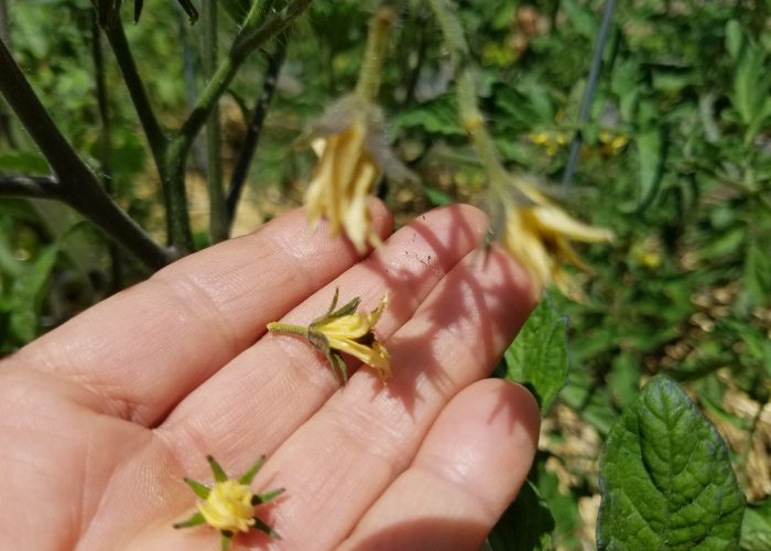 Blossom drop in tomatoes | The Coeur d'Alene Coop