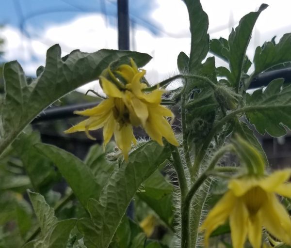 Blossom Drop in Tomatoes — The Coeur d'Alene Coop