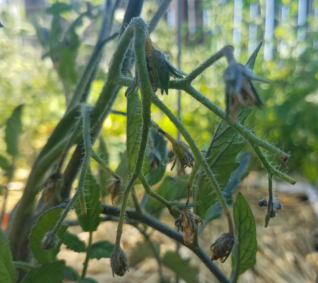 Blossom Drop in Tomatoes — The Coeur d'Alene Coop