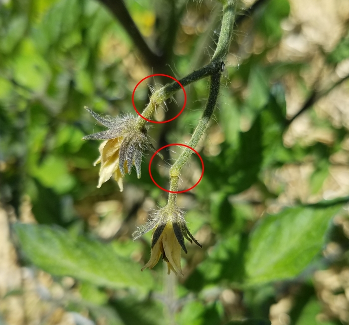 Blossom Drop in Tomatoes — The Coeur d'Alene Coop