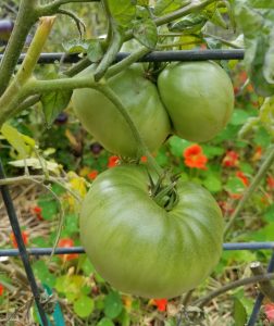 Green Tomatoes | The Coeur d'Alene Coop