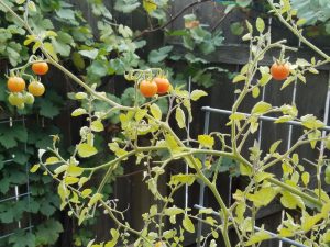 Mexico Midget Heirloom Cherry Tomato in Fall | The Coeur d'Alene Coop