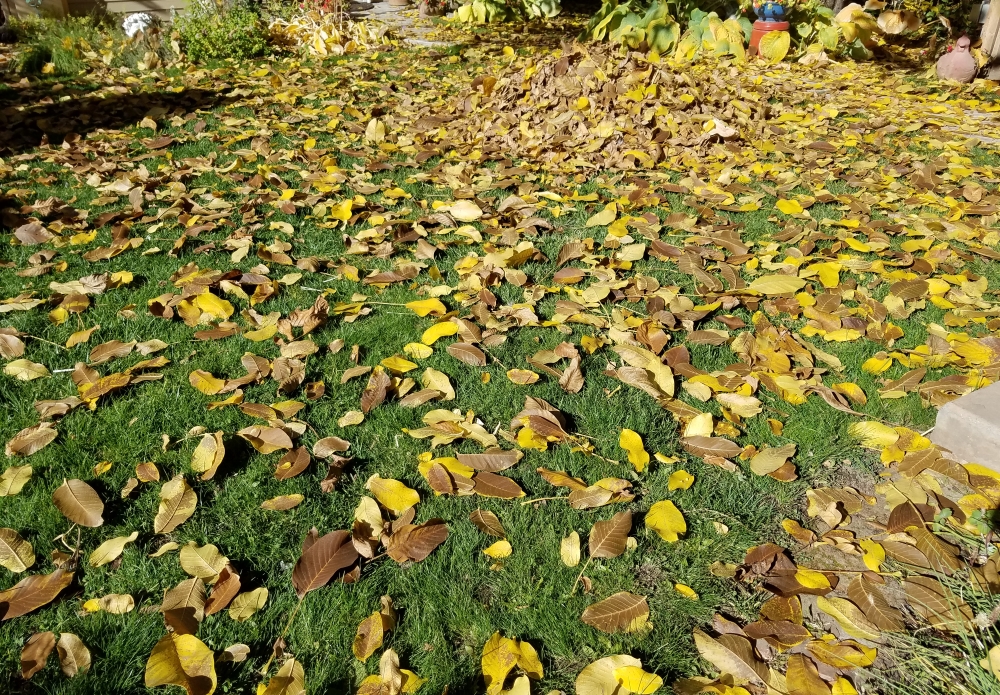 Fall leaves | The Coeur d'Alene Coop