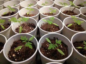 Tomato seedlings started indoors | The Coeur d Alene Coop