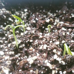 Emerging Seedlings | The Coeur d Alene Coop