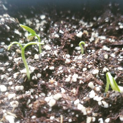 Growing Vegetables from Seed: Part 1