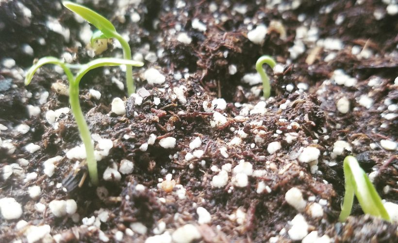 Emerging Seedlings | The Coeur d Alene Coop