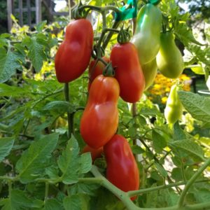 san marzano paste tomatoes on the vine | The Coeur d Alene Coop