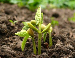 bean germinating | The Coeur d Alene Coop