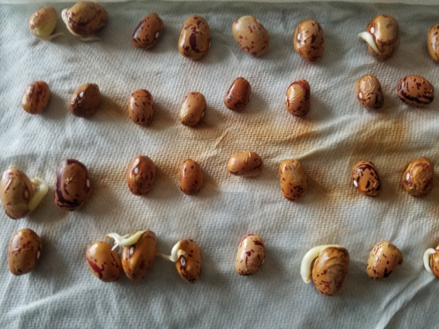 germination test of bean seed