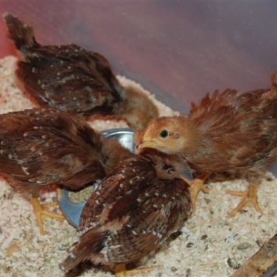 Chick Primer: Brooder to Coop