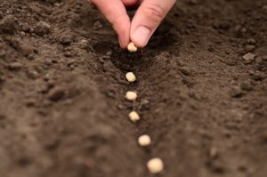 Direct Sowing Peas | The Coeur d Alene Coop