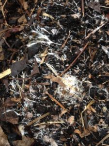 Mycorrhizae in the garden | The Coeur d'Alene Coop