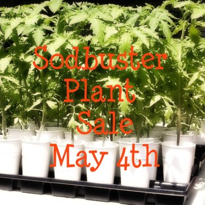 Early Plant Sale Survival Tips for You and Your Plants
