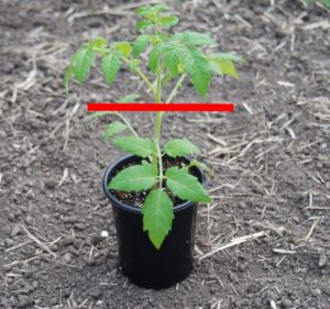 How deep to plant the tomato | The Coeur d Alene Coop