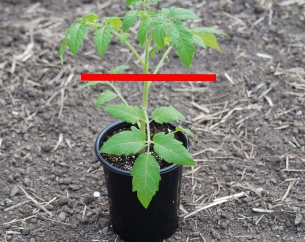 How deep to plant the tomato | The Coeur d Alene Coop