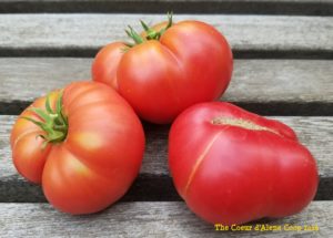zippering in tomatoes | The Coeur d Alene Coop