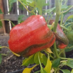 King of the North Pepper | The Coeur d Alene Coop