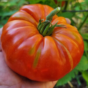 Marmande French Heirloom tomato