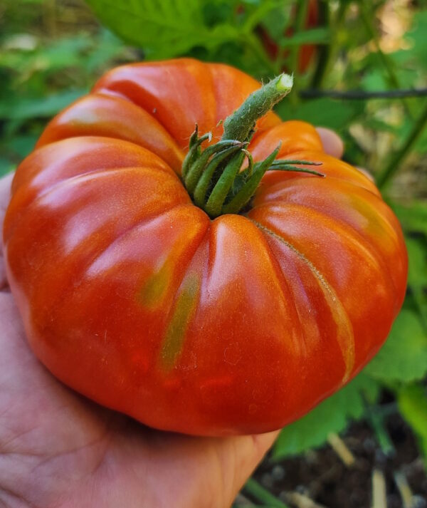 Marmande French Heirloom tomato