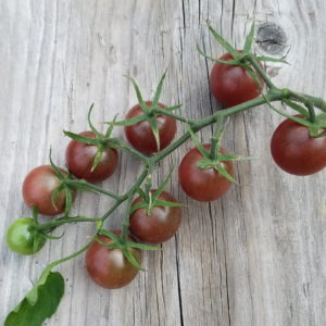 Cherry, Grape & Currant Tomatoes