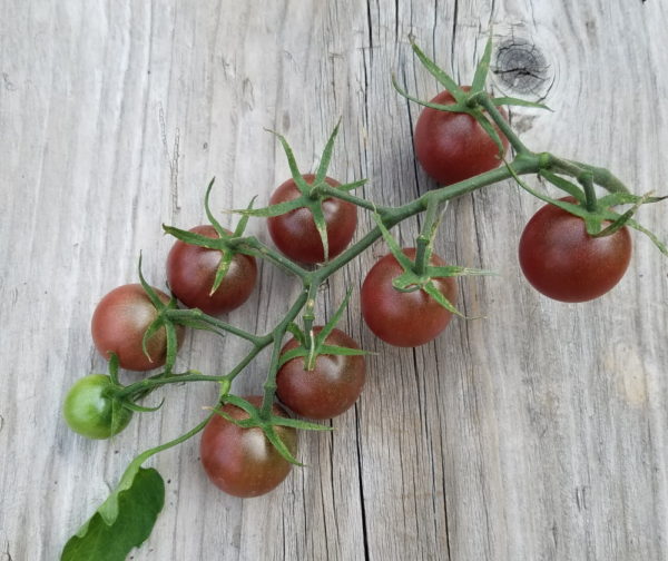 Black Cherry tomato on the vine | The Coeur d Alene Coop