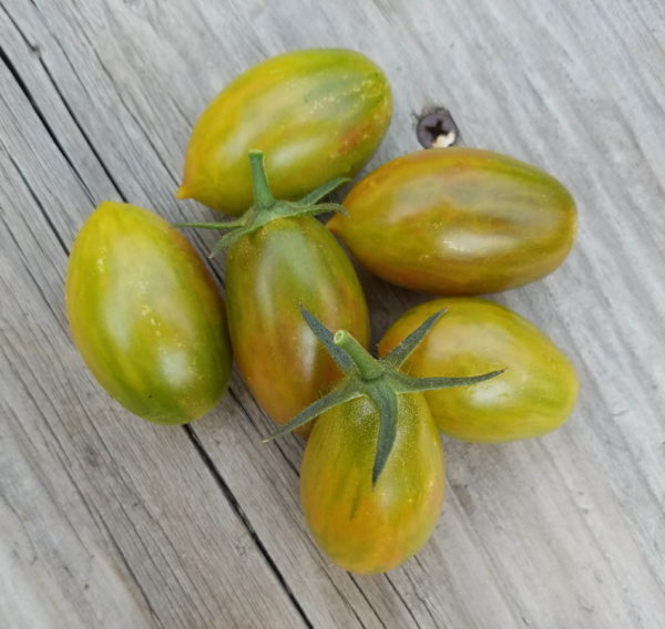 Lucky Tiger Cherry Tomato | The Coeur d Alene Coop